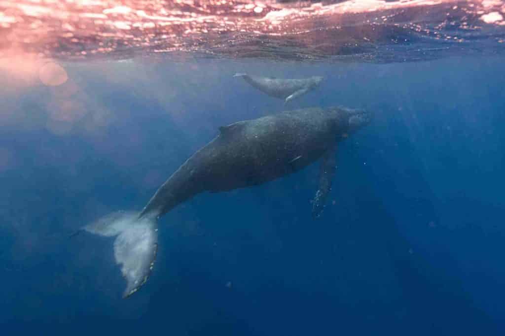 Baleine et son bébé