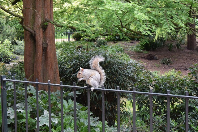Ecureuil au Hyde Park de Londres