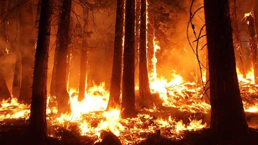 Incendie dans une forêt d'arbres pyrophytes