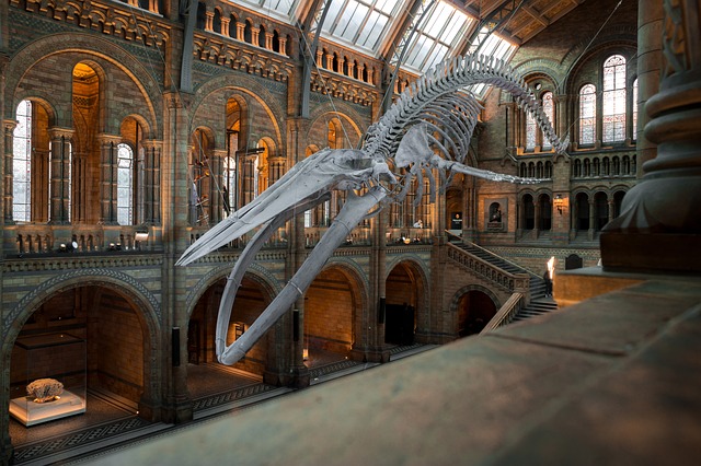 Musée d'histoire naturelle, incontournable pour visiter Londres en famille