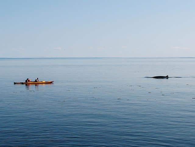 Observation de baleines en kayak