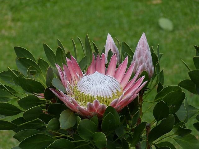 Proteas plante pyrophyte en Afrique du Sud