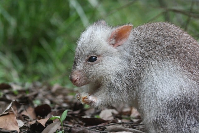 Rat kangourou mangeant une graine. L'un des animaux de la vallée de la mort.