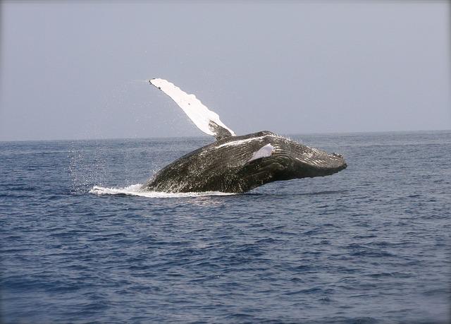 saut de baleine