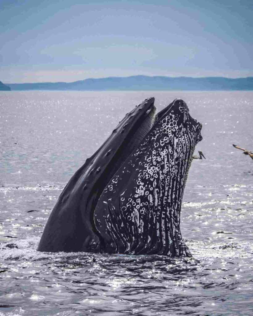 baleine à fanons